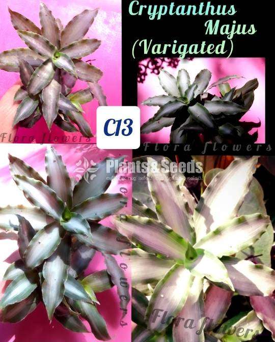 Cryptanthus Majus