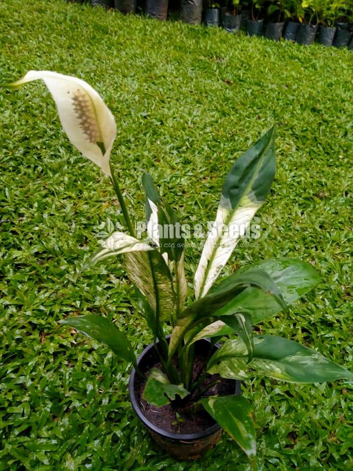 Peace lily (Variegated)