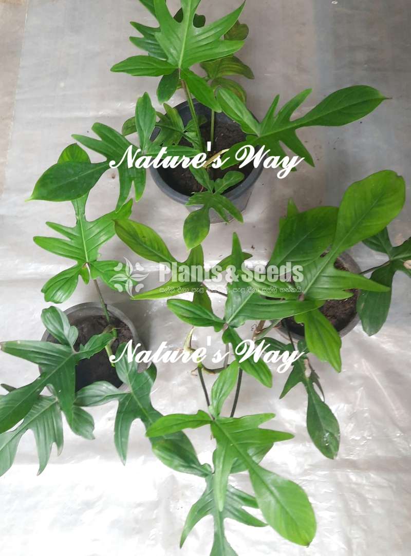 Philodendron Florida Ghost