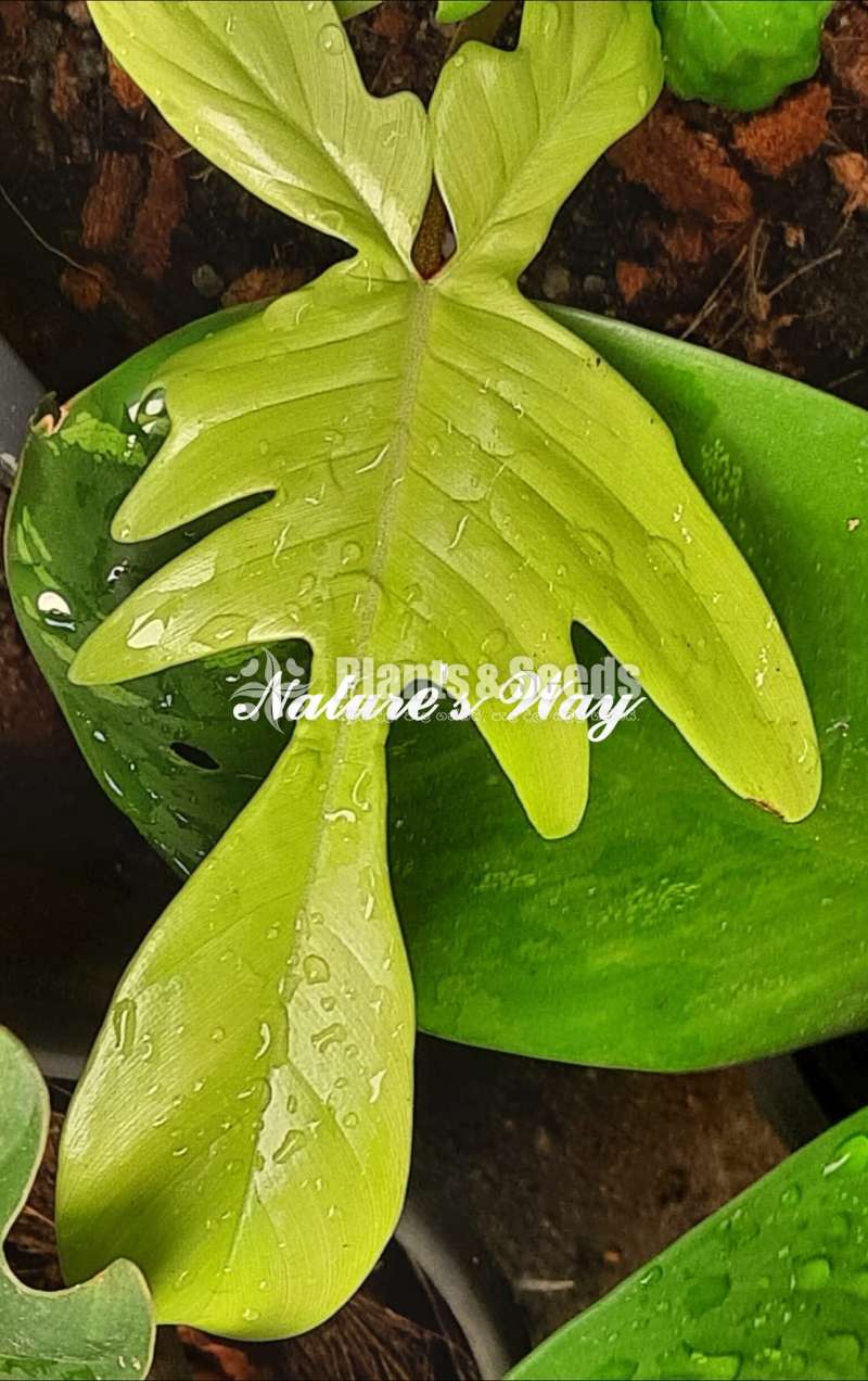 Philodendron Florida Ghost