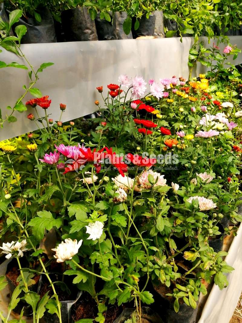 Kapuru flower plants  (කපුරැ)
