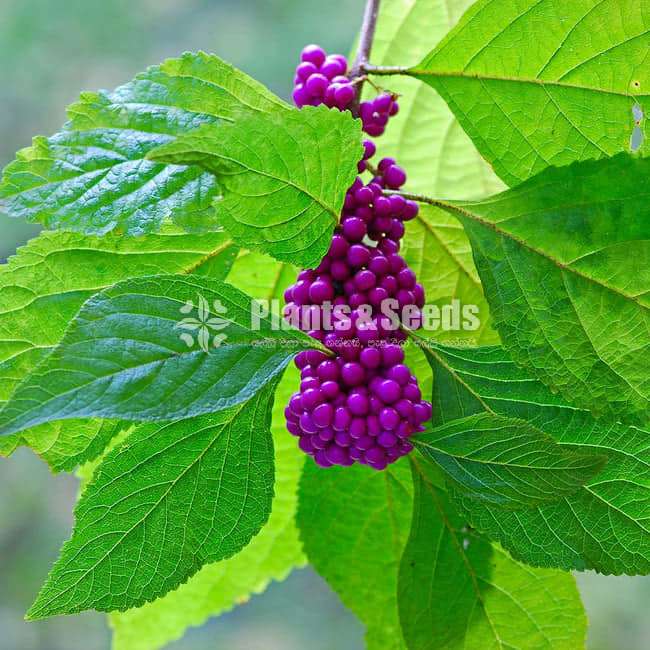 Beauty Berry  ( බියුටි බෙරි )