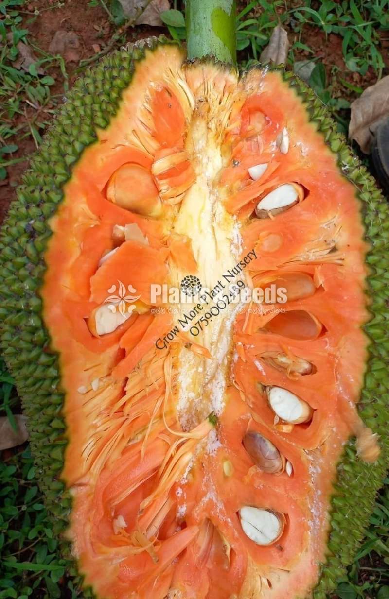 Red Jack ( ගිණි වරකා / රතු කොස් )