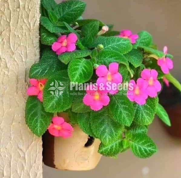 Episiya ( එපිසියා )