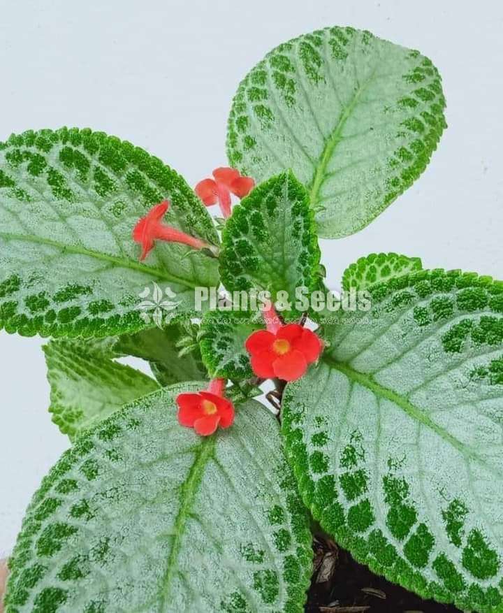 Episiya ( එපිසියා )