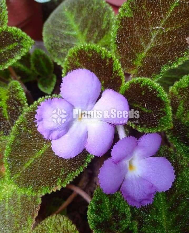 Episiya ( එපිසියා )