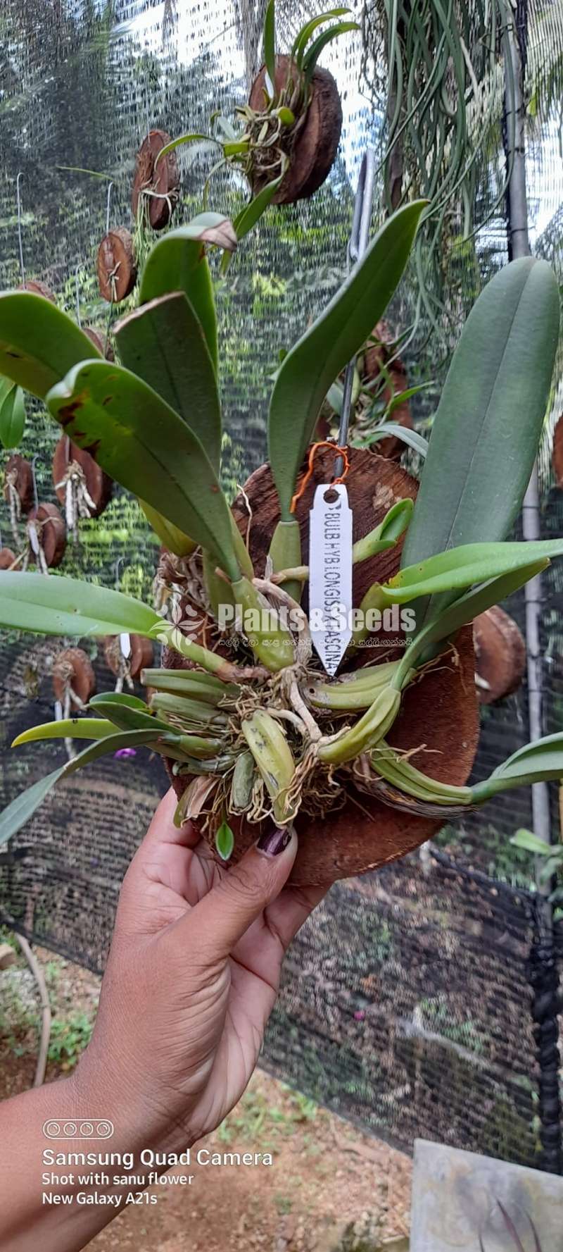 Bulbophyllum longissimum fascinator
