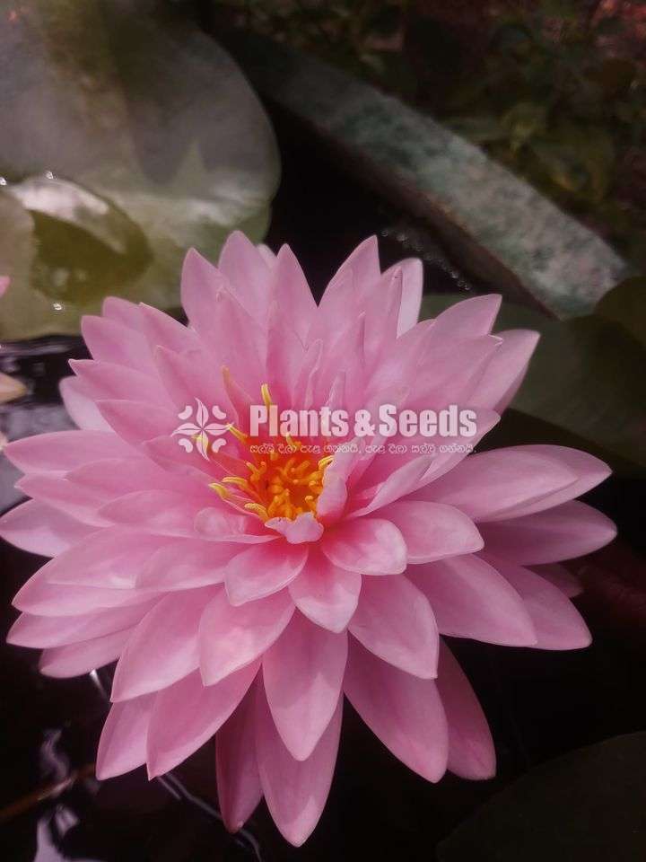 Gloss Pink- Golden Hardy 