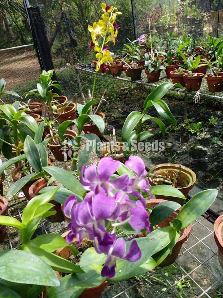 Dendrobium Orchids  මල් සහිත )
