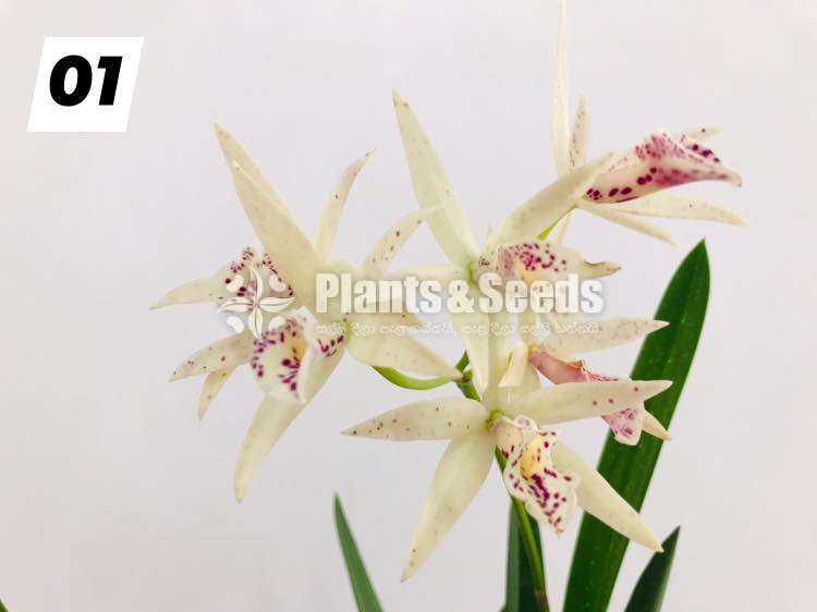 Cattleya orchid with flowers (කැට්ලියා )