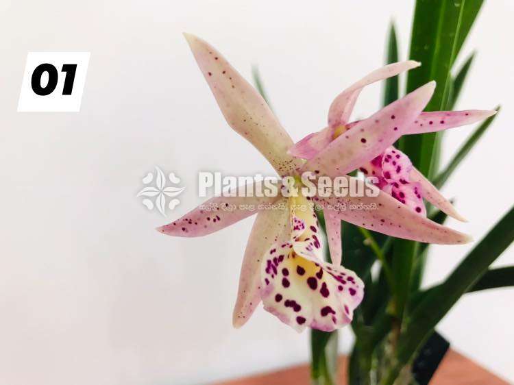 Cattleya orchid with flowers (කැට්ලියා )