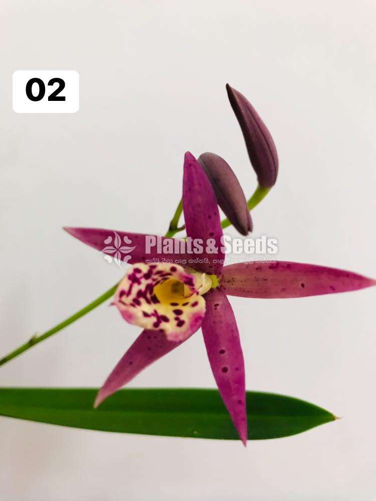 Cattleya orchid with flowers (කැට්ලියා )