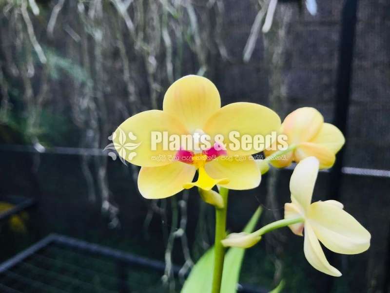 Ground Orchids (ග්‍රවුන්ඩ් ඔර්කිඩ් )