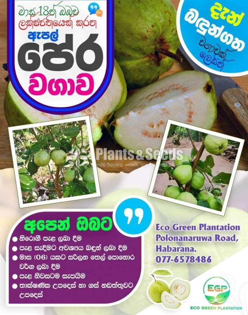 ඇපල් පේර බදුන්ගත වගාව