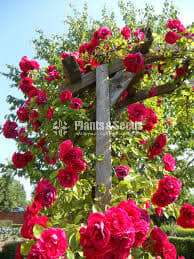 Roses (වැල් රෝස )