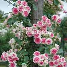 Roses (වැල් රෝස )
