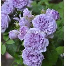 Roses (වැල් රෝස )