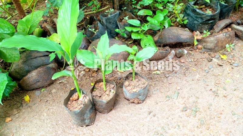 කහ පැළ
