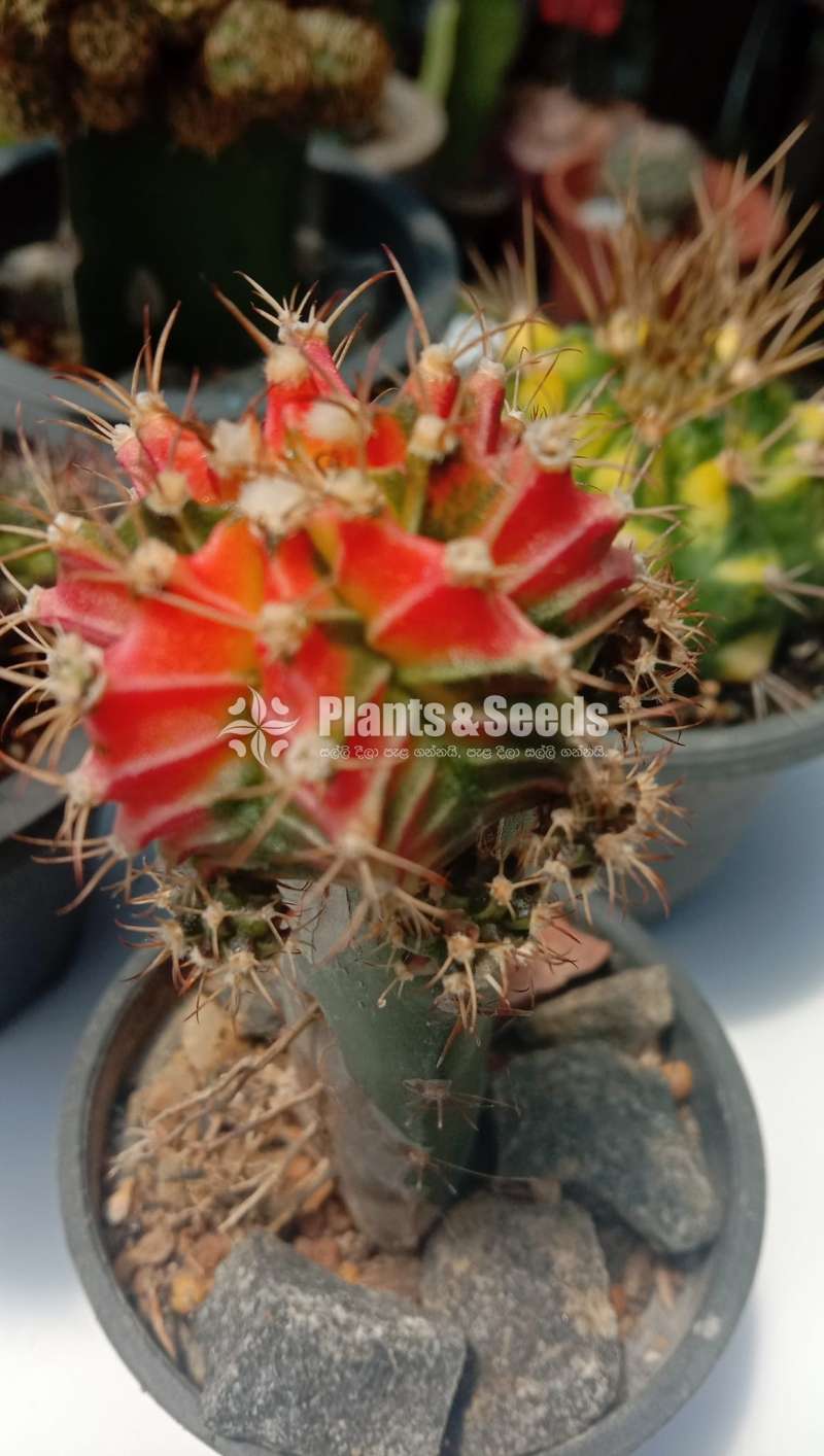 Cactus_Package 1
