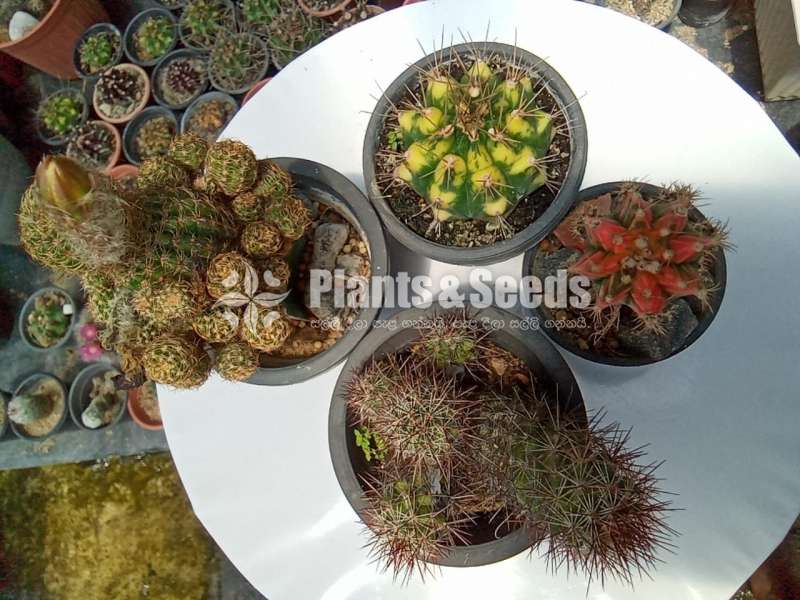 Cactus_Package 1