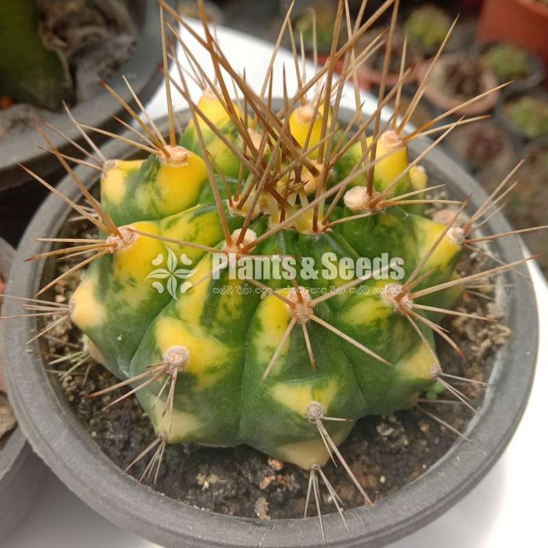 Cactus_Package 1