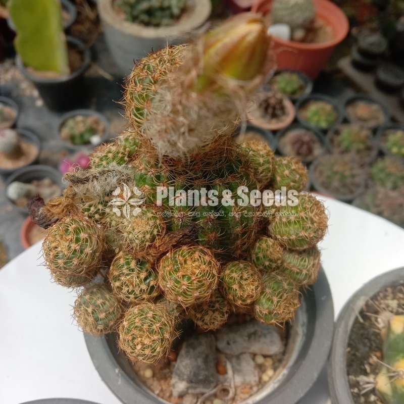 Cactus_Package 1