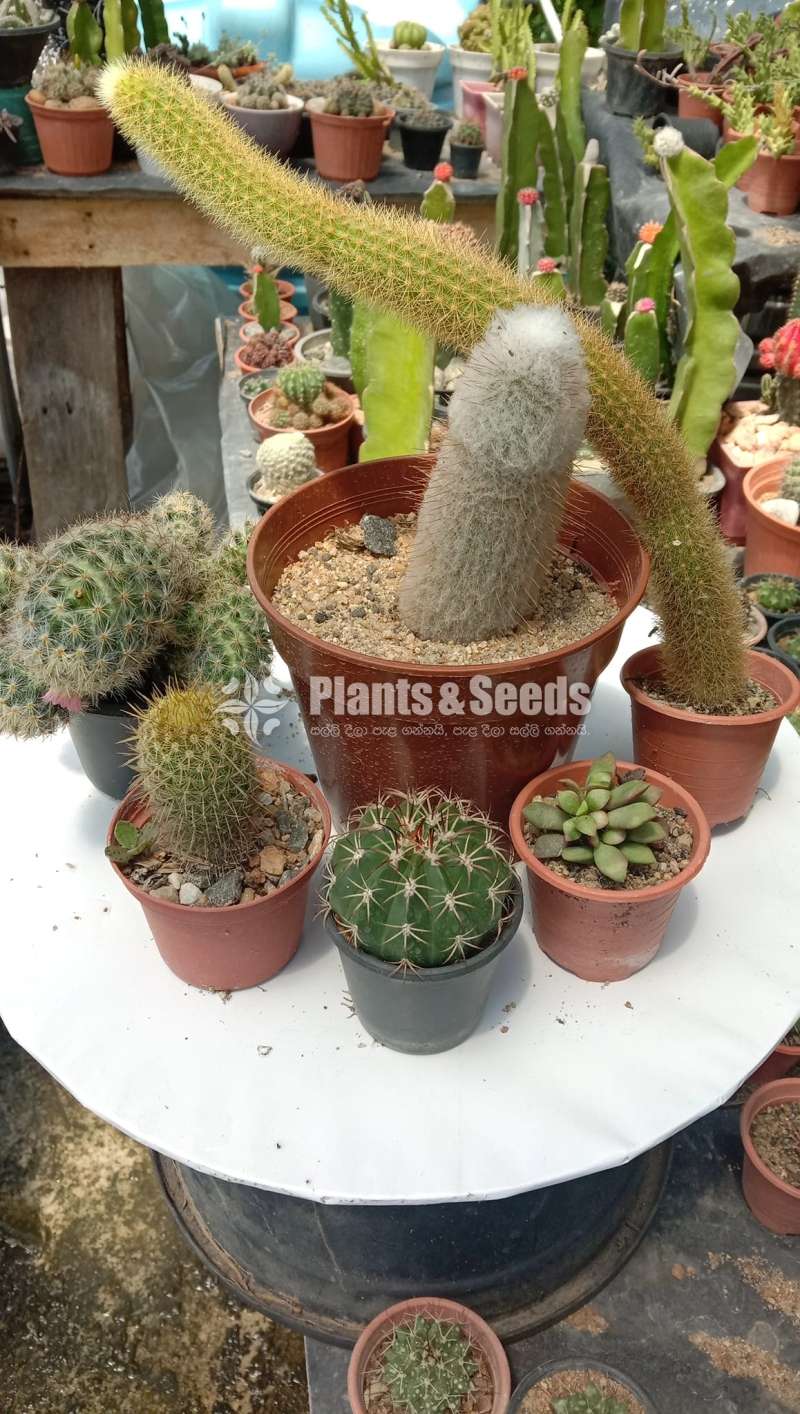 Cactus_Package 3