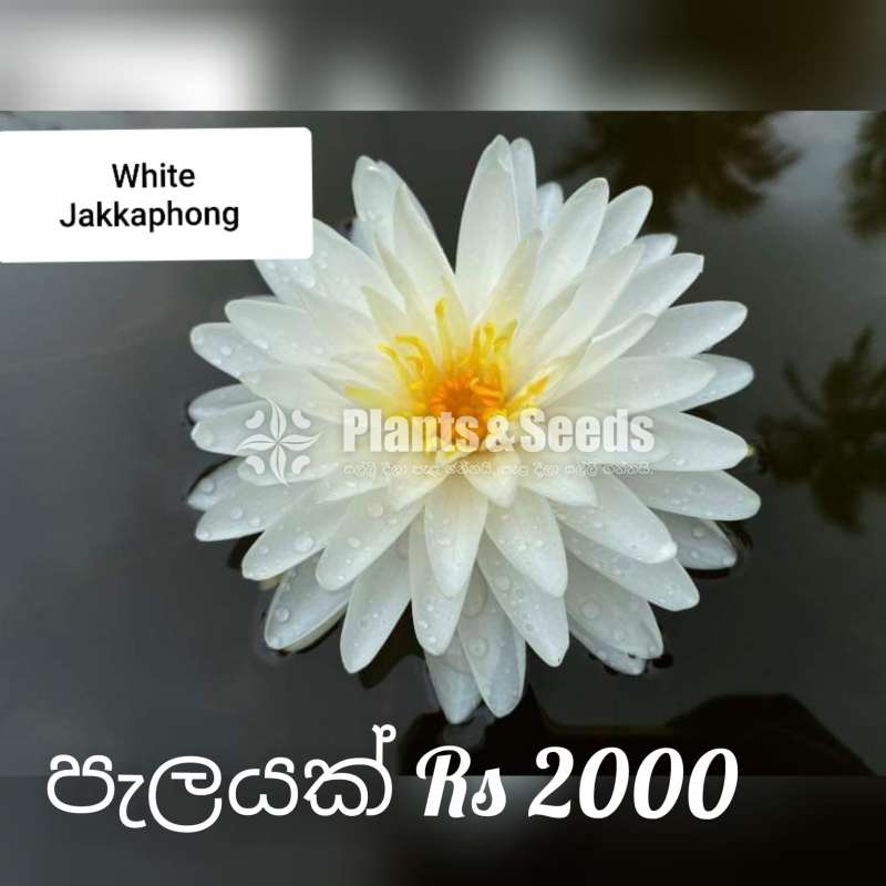 Jakkaphong Water Plants 
