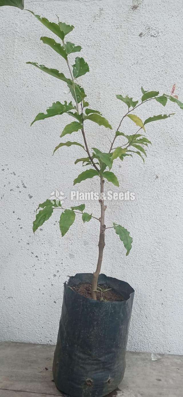 Fruit plants (පලතුරු පැල )