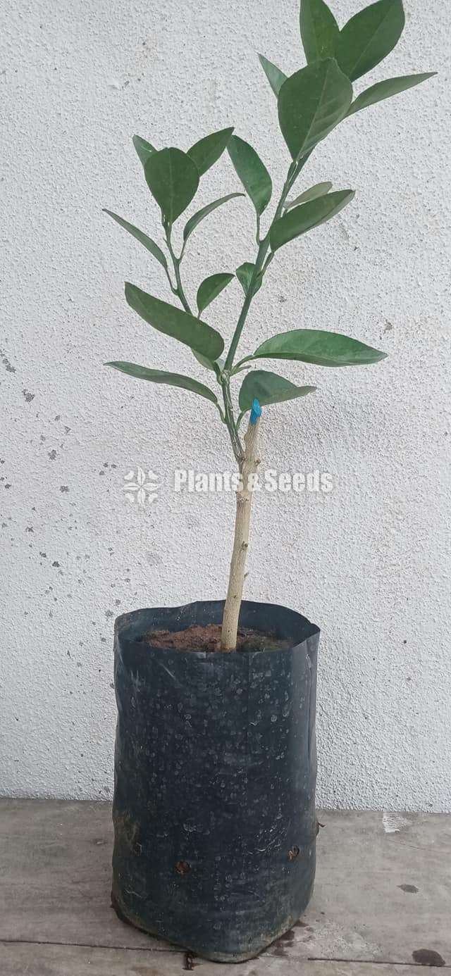 Fruit plants (පලතුරු පැල )