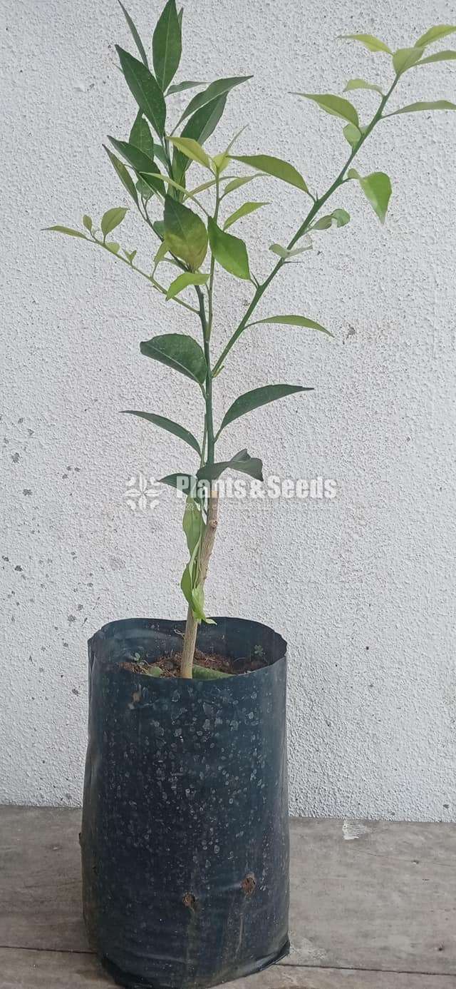Fruit plants (පලතුරු පැල )