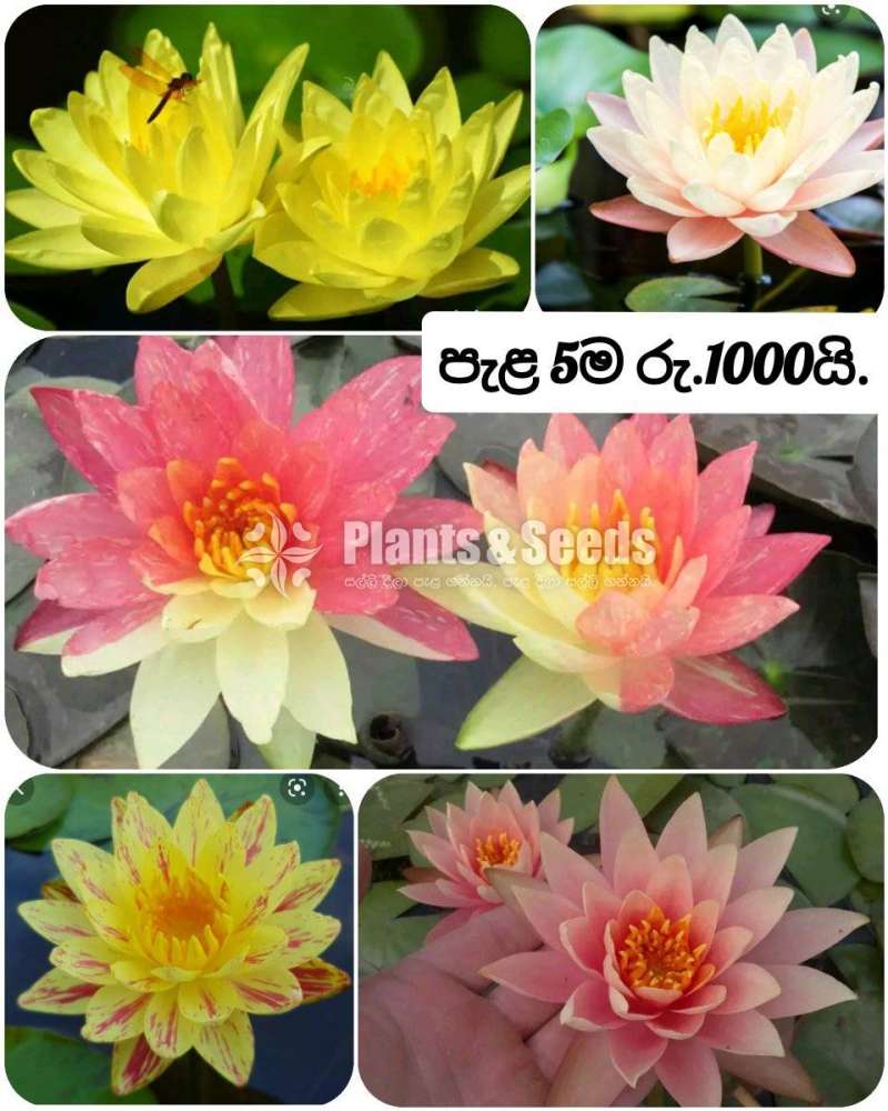 Water plants package 