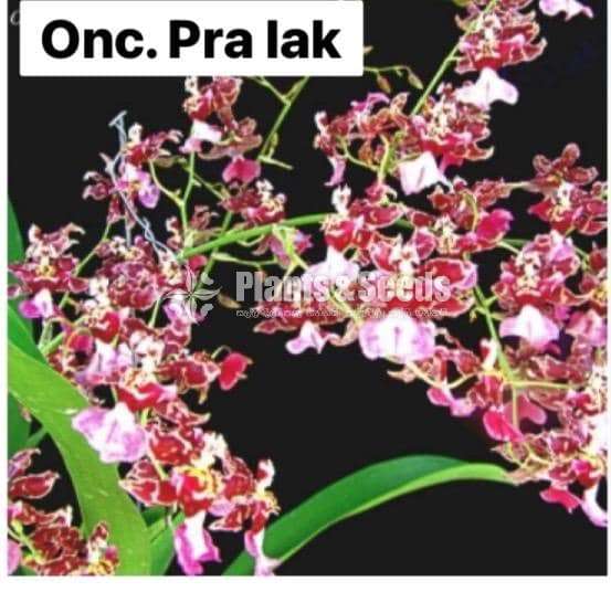 Oncedium blooming size plants