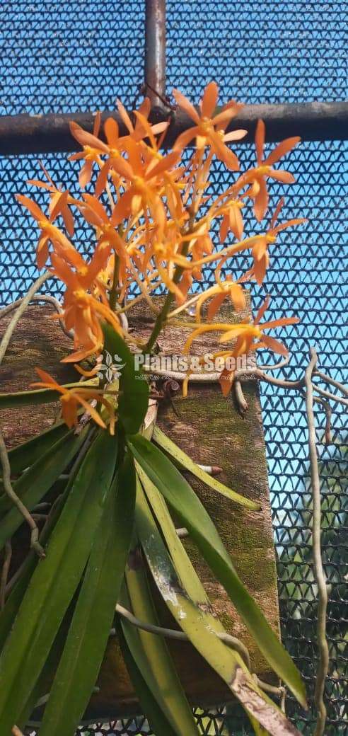 Asocosenda orchids plants