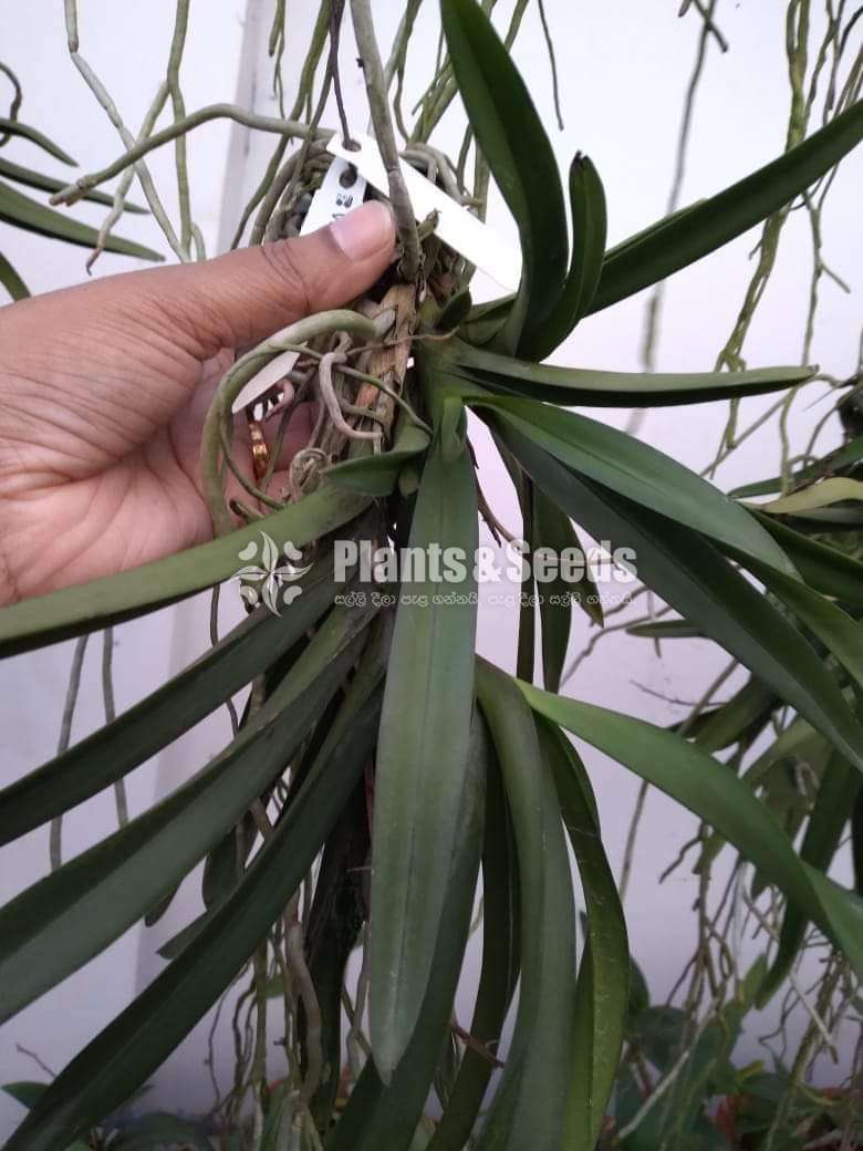 Asocosenda orchids plants