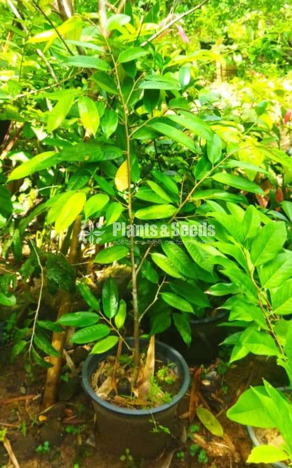 Horana Kasun Duriyan