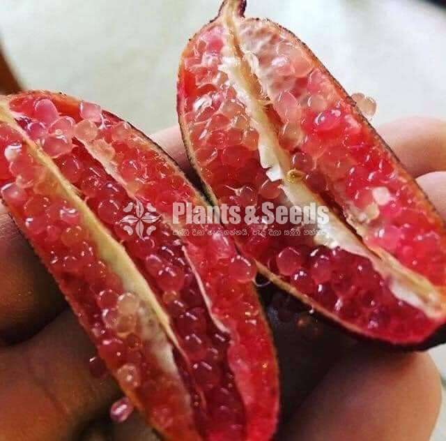  ෆින්ගර් ලයිම් (Finger lime plants)