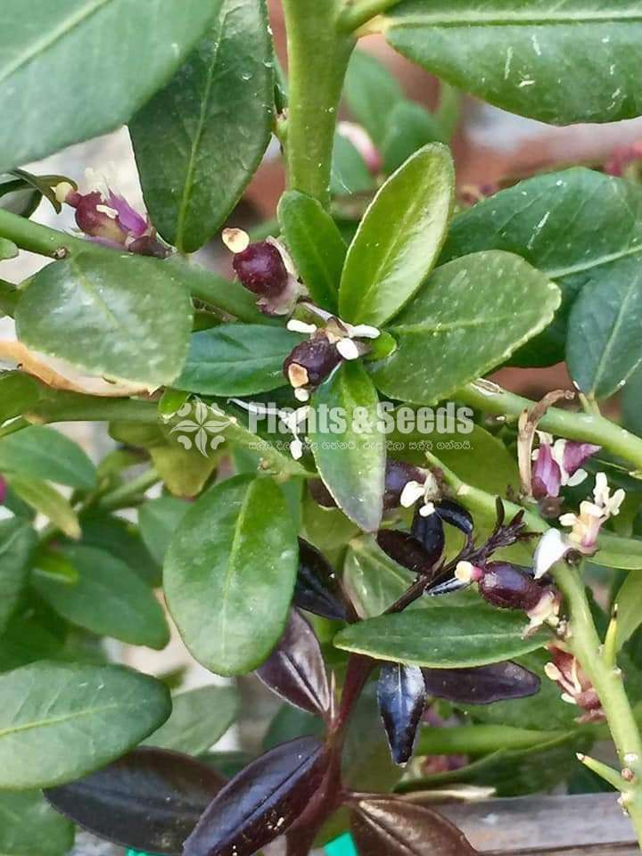  ෆින්ගර් ලයිම් (Finger lime plants)