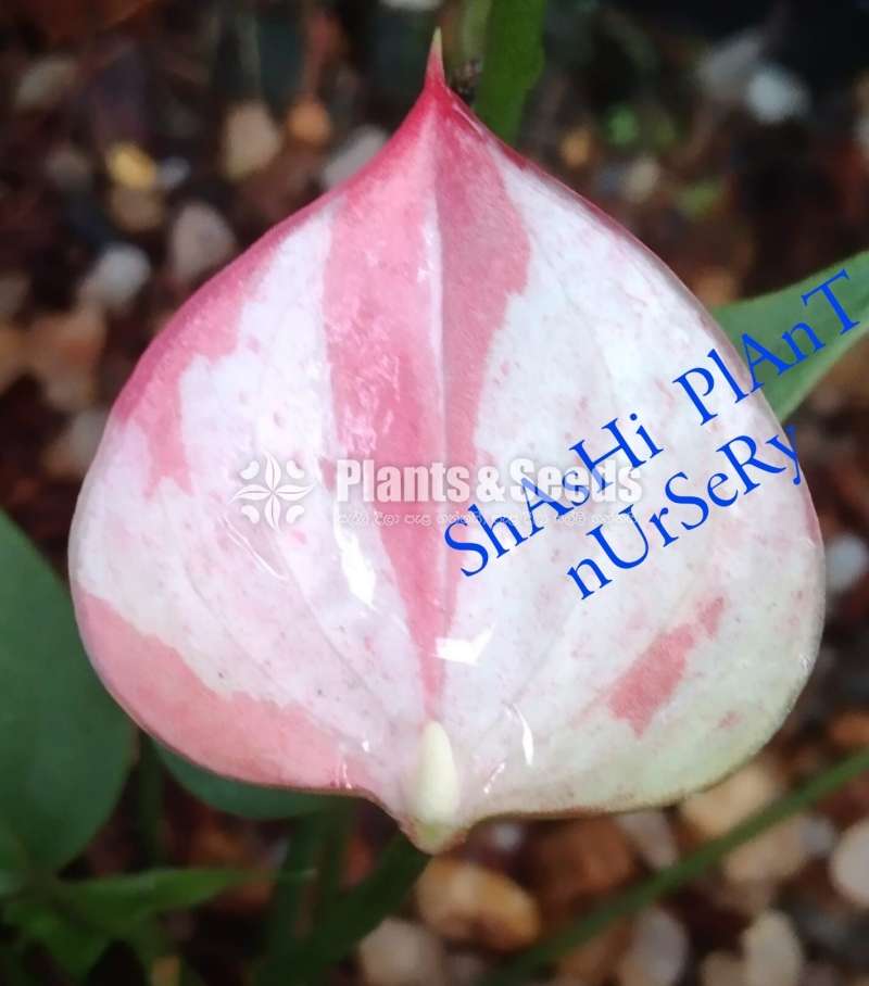 Flash,Pik bird,Lalani,Akadi Anthurium