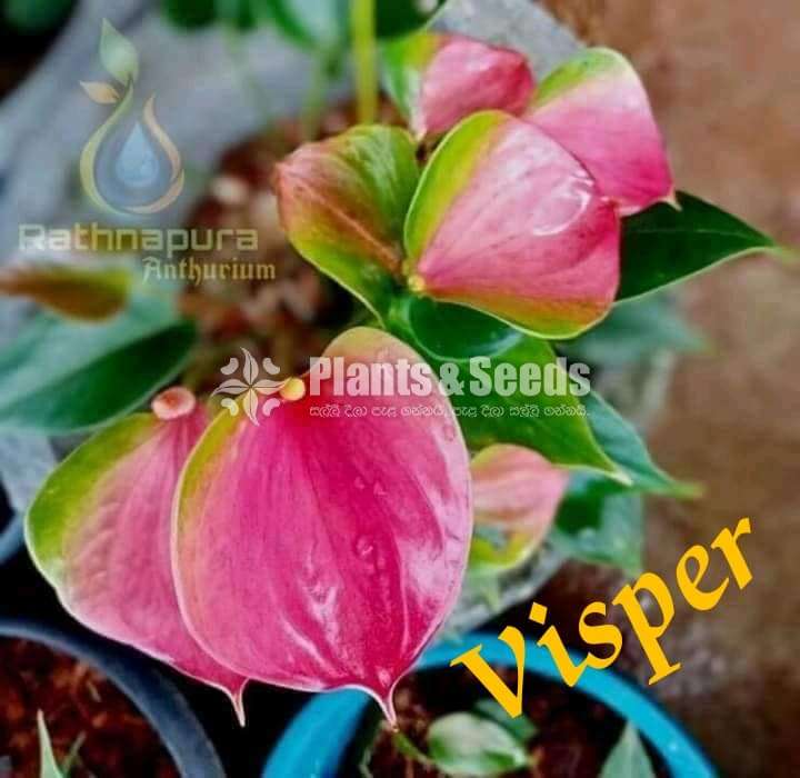 Flash,Pik bird,Lalani,Akadi Anthurium