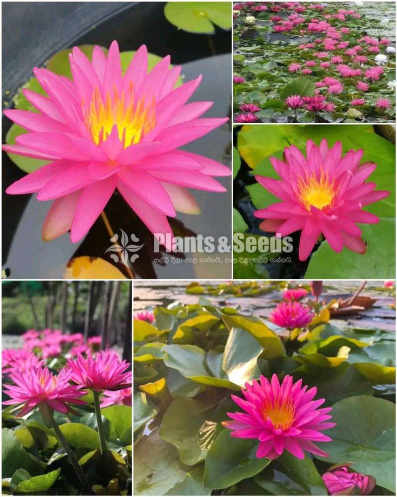 Pink silk Water Plant