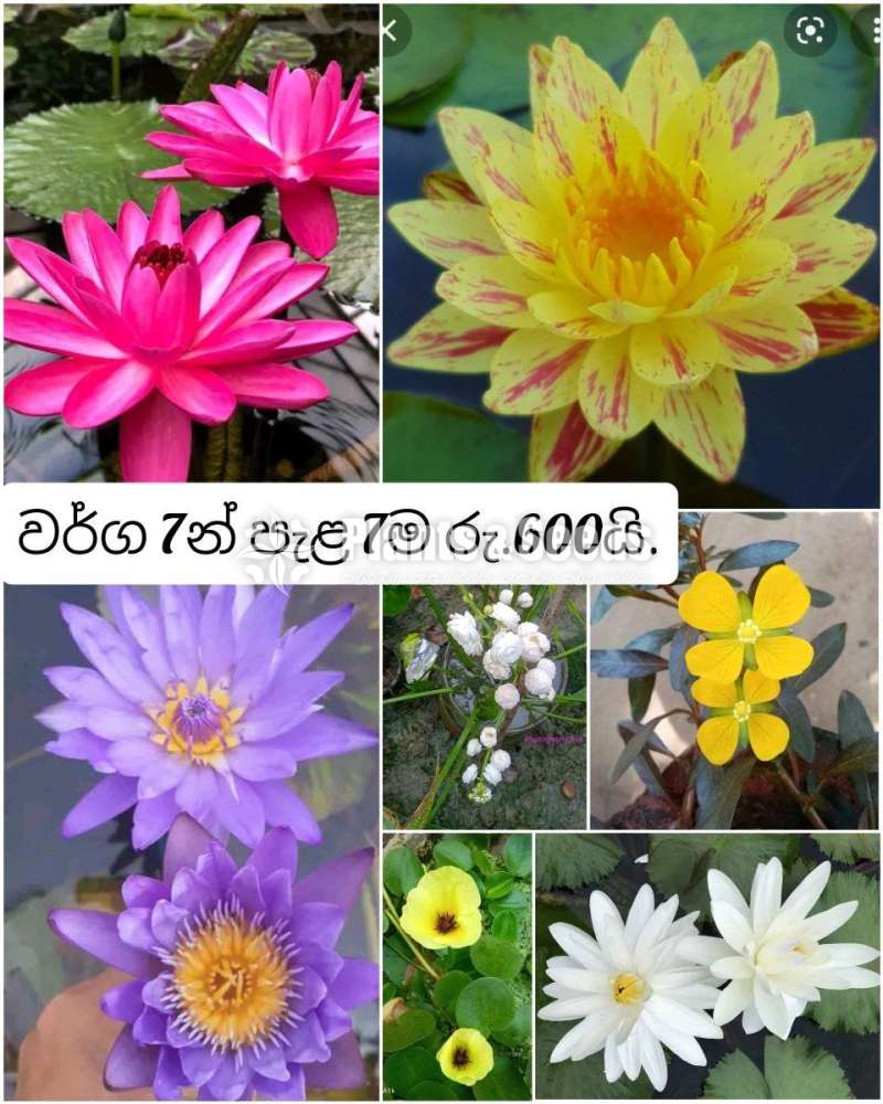 7 Water Plants package  