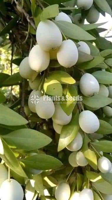 Sudu Pini Jambu (සුදු පිනි ජම්බු බද්ධ පැල)