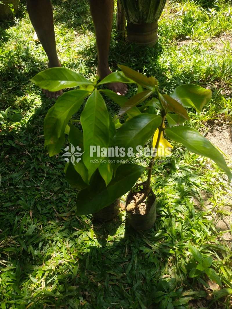 Sudu Pini Jambu (සුදු පිනි ජම්බු බද්ධ පැල)