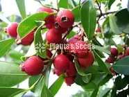 ජෑම් පේර (Jam Pera)