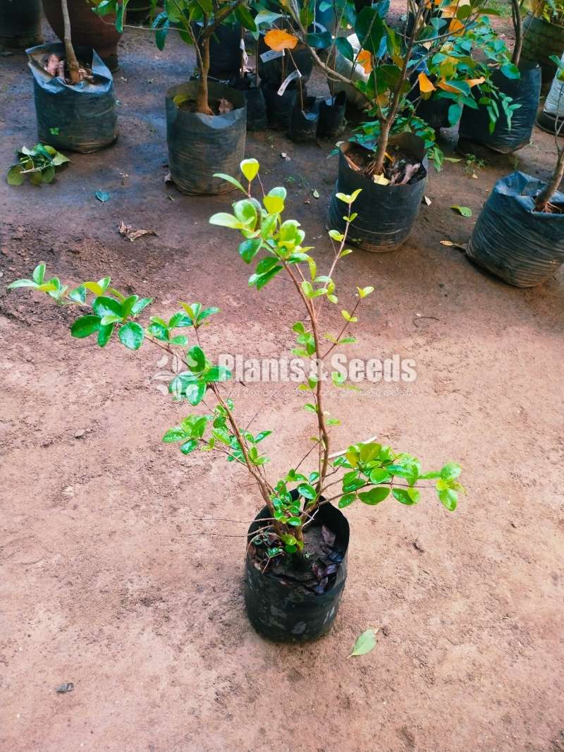 බීච් චෙරි ( Beach cherry )