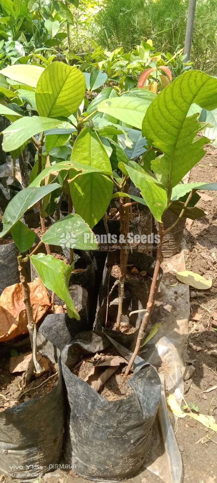 ගඩිගුඩා බද්ධ පැල (Gadu guda plants)