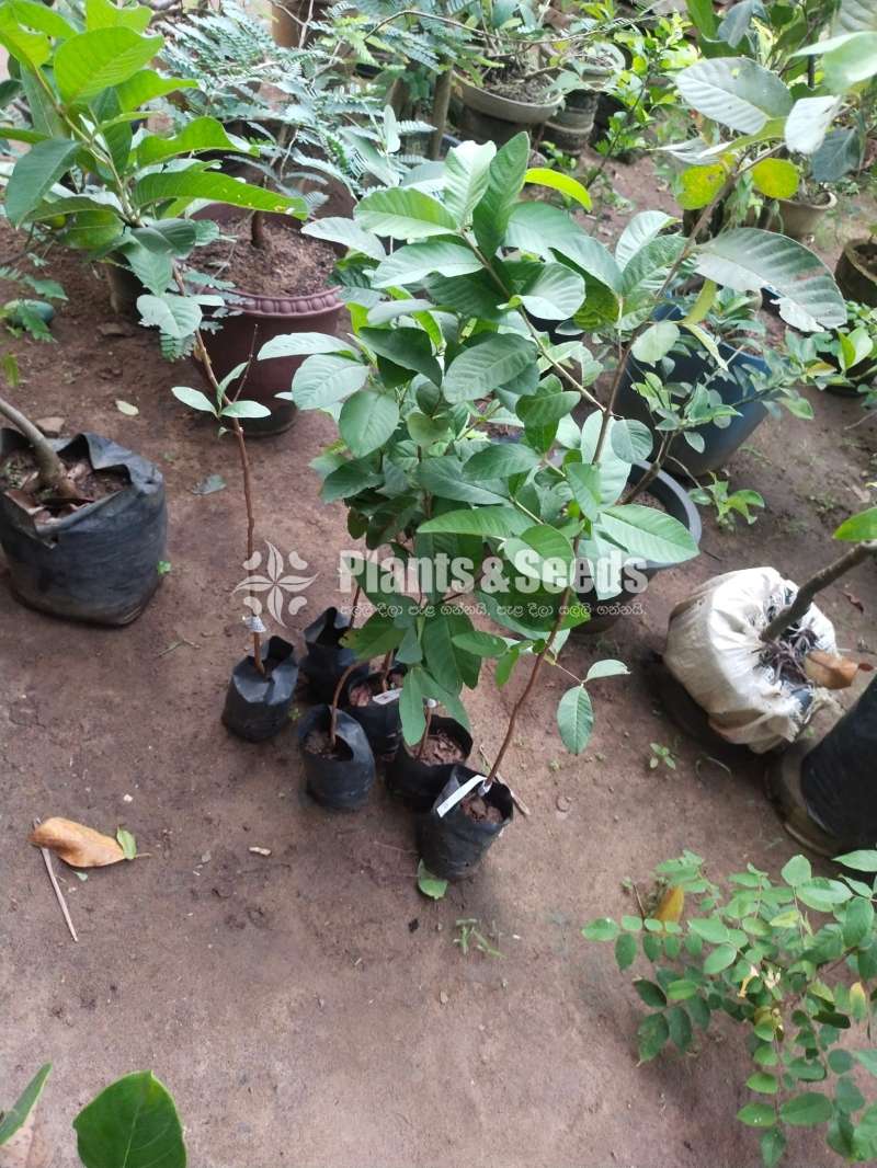 ඇපල් පේර පැල (Apple pera plants)