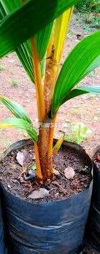 තැඹිලි පැල (King coconut)