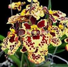 Tolumnia orchid (ටොලුමිනා )